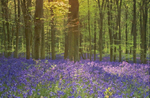 Bluebell Wood 2