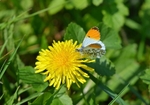 Orange Tip