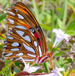 AnimalsCreatures _0048