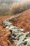 Lead to the Larch