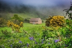 z4166 Encroaching Mist, Mottistone