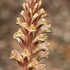 Ivy broomrape (Orobanche hederae)
