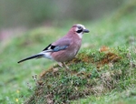 Jay