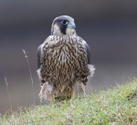 Juvenile Peregrine Falcon