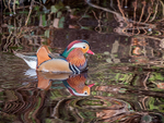 Mandarin Duck