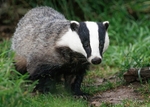 Badger