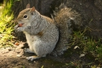 Squirrel 9