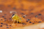 Dicyrtomina minuta