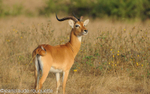 Male Uganda Kob