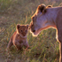 Lion cub running towards Lioness in early morning sun