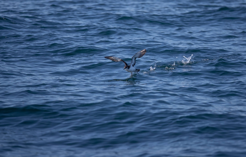 Manx Shearwater - Inner Hebrides - off the Isle of Mull