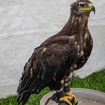 Yorkshire Wartime Experience