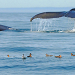Humpback Whales Red Phalaropes Commensalism