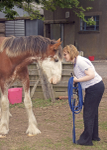 Rachel's Horses 3