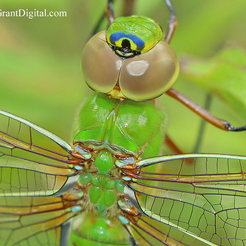 Close up of the very colorful Common Green Darner dragonfly