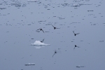 Bruennich guillemots 9501