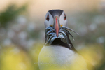 Puffin lunch in the flowers