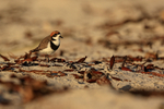 Two-banded Plover and beach debris, Sea Lion Island, Falklands