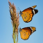 Plain tiger (Danaus chrysippus)