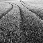 Day 30 - Barley Tracks
