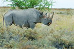 Black Rhinoceros (diceros bicornis) in Etosha National Park, Namibia