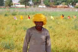 Chillie Farmer Chatra Sagar, Rajasthan