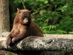 Black Bear resting on log, Minnesota, USA
