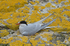 Arctic Tern