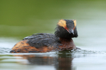 Slavonian Grebe, Lake Myvatn