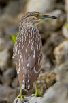 Juvenile Black Crowned Night Heron