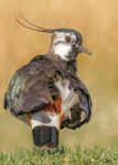 Lapwing