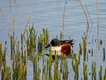 Shoveler