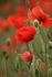 Poppies