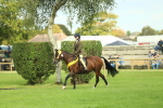 Working Hunter Pony Supreme Championship portfolio