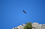 Griffon Vulture
