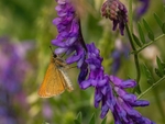 Essex Skipper