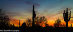 Desert sunrise 1
