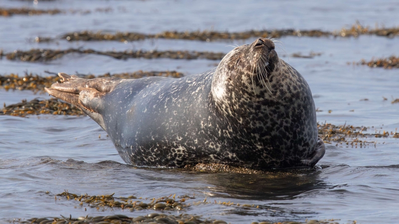 Common Seal - Kildonan - Isle of Arran - Scotland