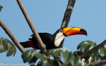 Toco toucan