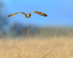 Short-eared Owl flying, Hawling, Gloucestershire