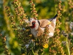 Goldfinch