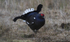 Black Grouse