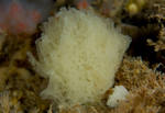 Clathrina coriacea