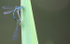 Insects _ AN 019