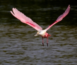 Birds 002