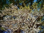 Blossom In My Garden