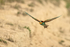 European Bee-eater in flight from sandy burrow, Montgai, Spain