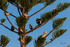 Tree Full 2