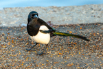 Magpie Pica pica 7225