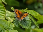 Gatekeeper